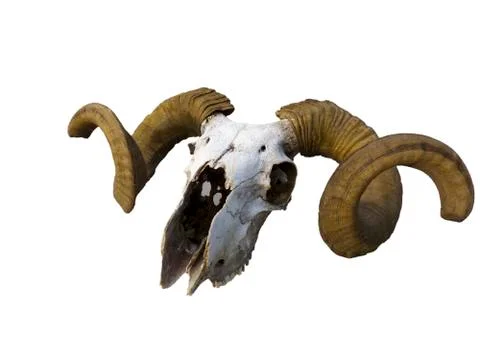 Skull of an old ram Stock Photos