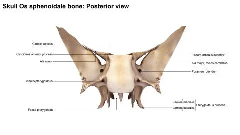 Skull Os sphenoidale bone Posterior view 库存插图