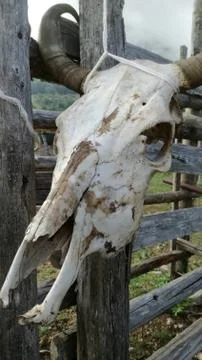 Skull of ox Foto stock