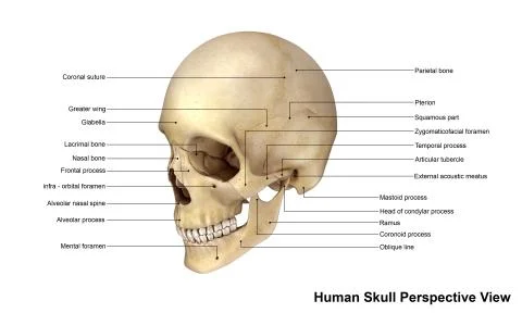Skull Perspective view Ilustración de archivo