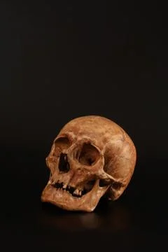 Skull  Stock Photos