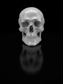 Skull Stock Photos