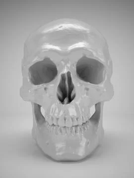 Skull Stock Photos
