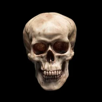 Skull Stock Photos