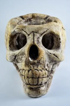 Skull 库存照片