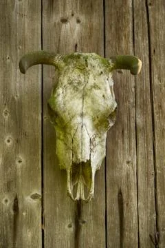 Skull Stock Photos