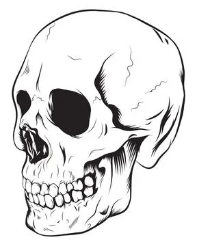 Skull Stock Photos