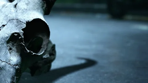 Skull placed on ground in a dimly lit area during nighttime hours Stock Footage 344060170