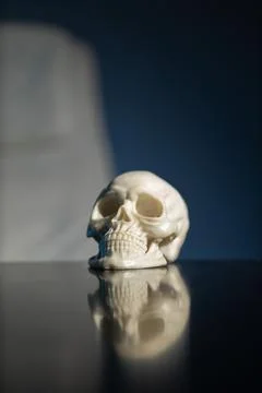 Skull placed on a smooth table with a dark background and soft lighting sho.. Stock Photos