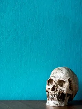 The skull is placed on a wooden table. The backdrop is blue. having copy spac Stock Photos