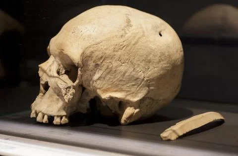 Skull of Planes, neolithic piece with violent actions evidences Stock Photos