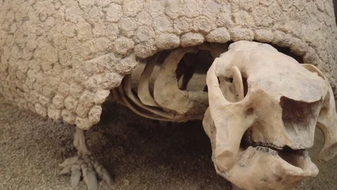 giant pangolin skull