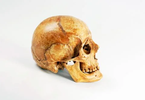 Skull in profile on a white background Stock Photos