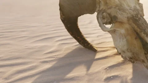 Skull resting on the sand in an open area during sunset Stock Footage 344382982