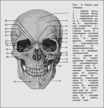 Skull ru Stock Illustration