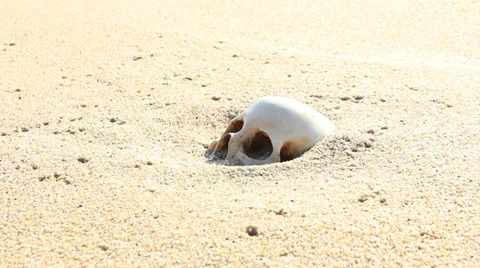 Skull on sand beach 库存影片 35740868