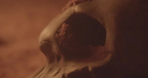 Skull in sand cave with fire Stock Footage 147177009