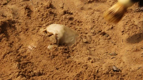 Skull in sand discovered Stock Footage 24762079