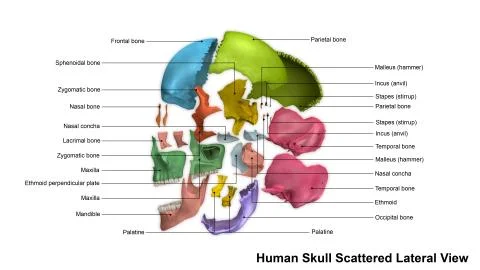 Skull Scattered Lateral view Illustrazione stock
