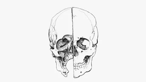 Skull. Section. Based on drawing of Leonardo da Vinci Stock Footage 262305508