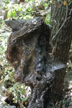 Skull-shaped tree trunk Face shape with moss on a forest tree Stock Photos