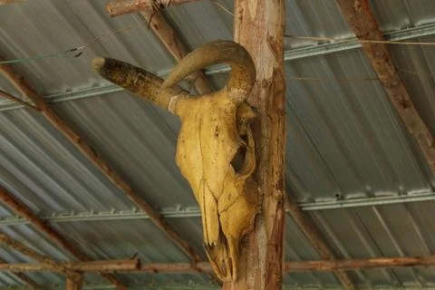 Skull is a skeletal structure that forms the major part 1 Stock Photos