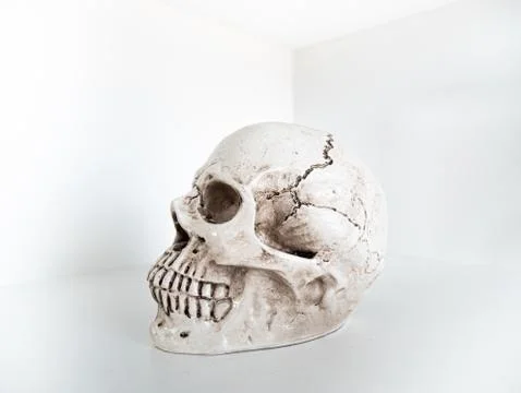 Skull skeleton bone head figure model with crack side view on white shelf Stock Photos