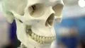 Skull of skeleton HD Footage