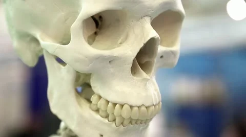 Skull of skeleton Video stock 12404614