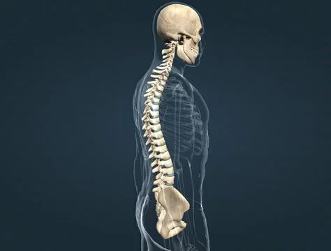 Skull, spinal cord and hip bone Stockillustratie