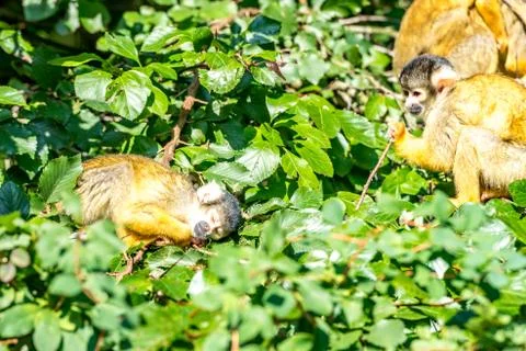 Skull squirrel is sleeping high in the tree Stock Photos