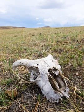 Skull in the steppe Stock Photos