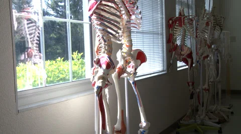 Skull Study Stockbeeldmateriaal 39159010