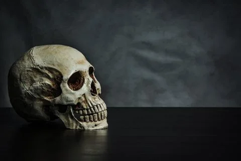 Skull on the table , still life Stock Photos