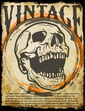 Skull Tee Graphic Design Stock Illustration