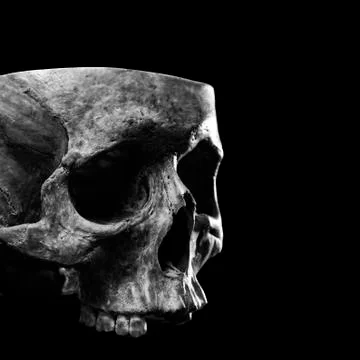 Skull three quarter view Stock Photos