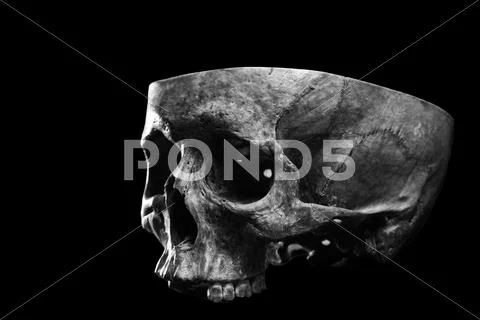 Skull three quarter view Stock Photos