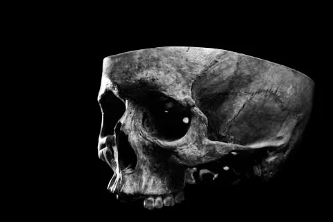 Skull three quarter view Stock Photos