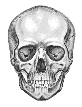 Skull. trace, don't easy edit Stock Illustration