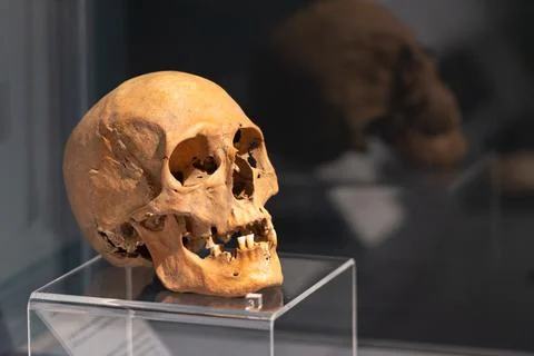 Skull on a transparent stand Stock Photos