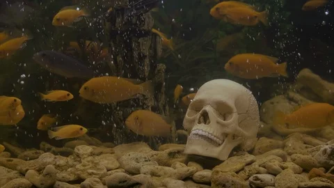 Skull underwater. Stock Footage 126862249