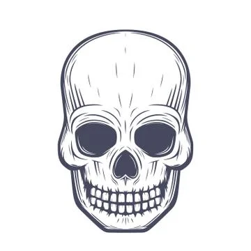 Skull vector illustration, front view over white Stock Illustration