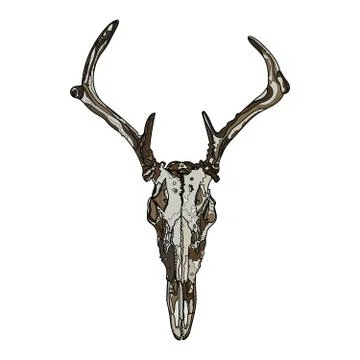 Skull vector illustration. Stock Illustration
