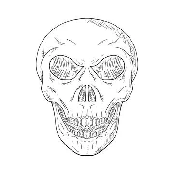 Skull. Vector illustration. Isolated object on white. Hand-drawn. Stock Illustration