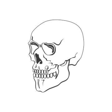 Skull vector illustration or symbol Stock Illustration