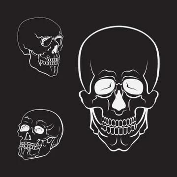 Skull vector set. White skulls collection Stock Illustration