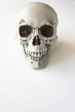 Skull on white background with copy space Stock Photos