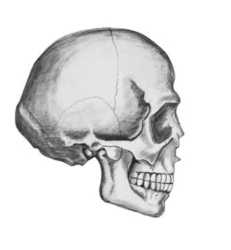 Skull on a white background. 스톡 일러스트