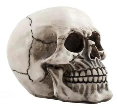 Skull on white background Stock Photos
