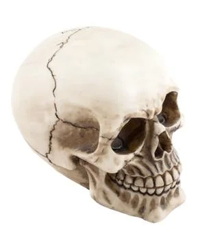 Skull on white background Foto stock